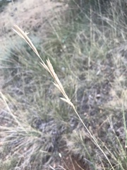 Brachypodium phoenicoides