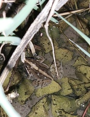 Ptychadena mascareniensis