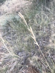 Brachypodium phoenicoides