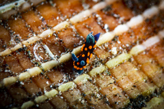 Nembrotha