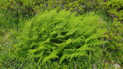Athyrium distentifolium
