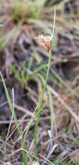 Bolboschoenus planiculmis