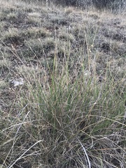 Brachypodium phoenicoides