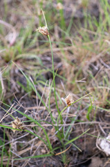 Bolboschoenus planiculmis