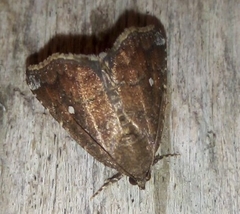 Amyna apicipuncta