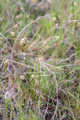 Bolboschoenus planiculmis