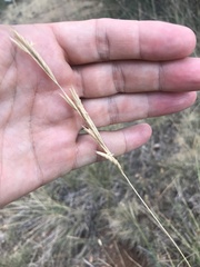 Brachypodium phoenicoides