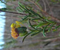 Marasmodes defoliata