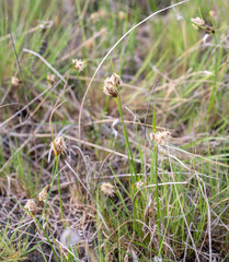 Bolboschoenus planiculmis