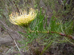 Leucospermum lineare