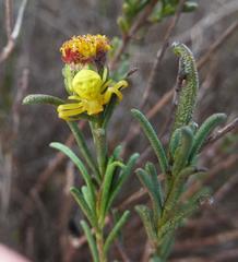 Marasmodes defoliata