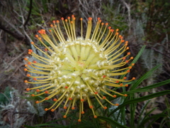 Leucospermum lineare