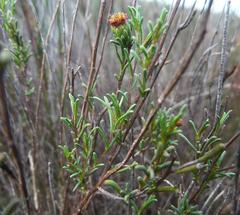Marasmodes defoliata
