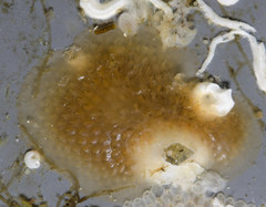 Alcyonidium polyoum