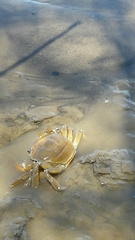 Zilchiopsis collastinensis