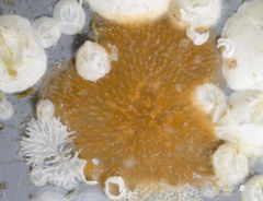 Alcyonidium polyoum