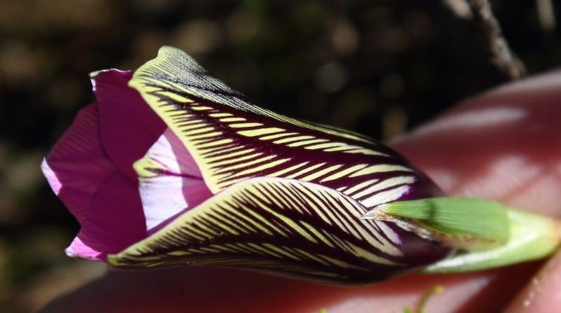 Barred Froetang