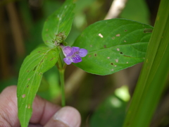 Asystasia dalzelliana
