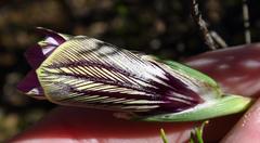 Romulea atrandra atrandra