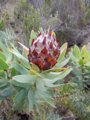 Leucadendron daphnoides