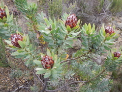 Leucadendron daphnoides
