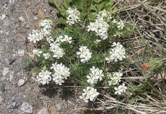 Leptosiphon nuttallii pubescens