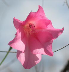 Gladiolus meridionalis