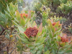 Leucadendron daphnoides