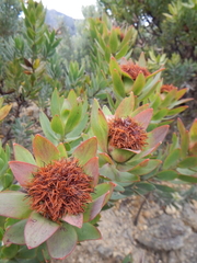 Leucadendron daphnoides