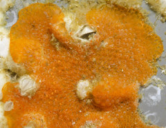 Rhamphostomella curvirostrata