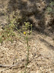 Erigeron inornatus