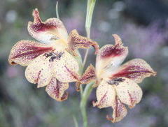 Gladiolus maculatus