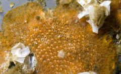 Rhamphostomella curvirostrata