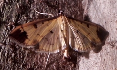 Eulepte alialis