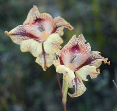 Gladiolus maculatus