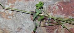 Oxalis caprina