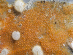 Rhamphostomella curvirostrata