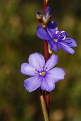 Aristea juncifolia