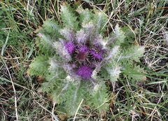 Cirsium scariosum congdonii