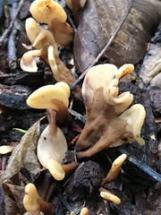Spathulariopsis velutipes