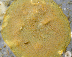 Rhamphostomella curvirostrata