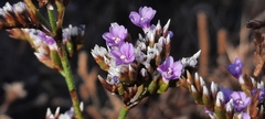 Limonium dodartii