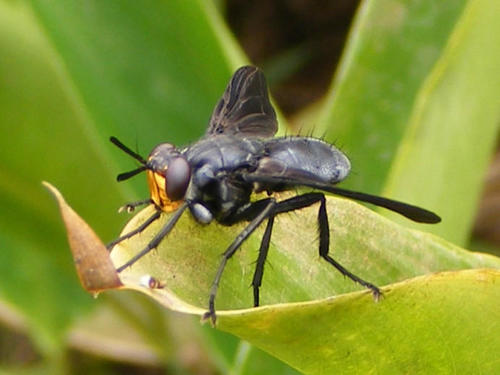 Hermya diabolus