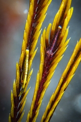 Laomenes amboinensis