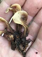 Spathulariopsis velutipes
