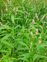 Persicaria mitis