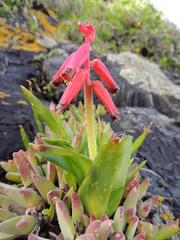 Lachenalia bulbifera