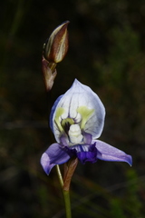 Disa purpurascens