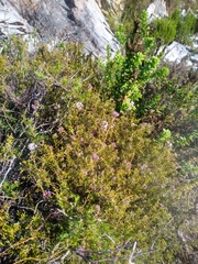 Agathosma cerefolium