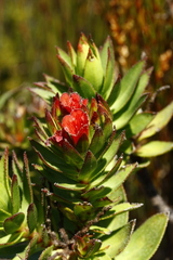 Lobostemon sanguineus